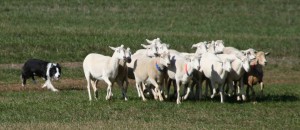 Leading from behind Border collie shepherding sheep from behind